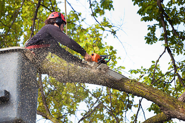 The Steps Involved in Our Tree Care Process in Parkland, WA